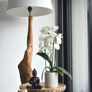 Mini Orchid Arrangement – Potted