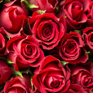 Rosy Romance