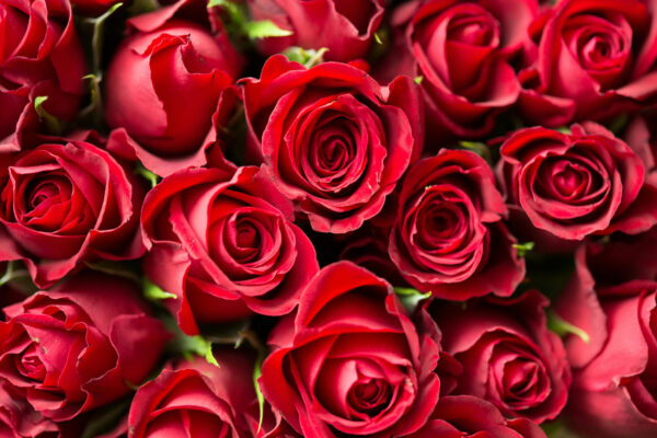 Rosy Romance