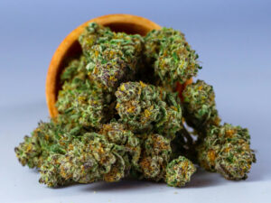 Cheap Bud Cannabis – Premium Quality Cannabis Buds